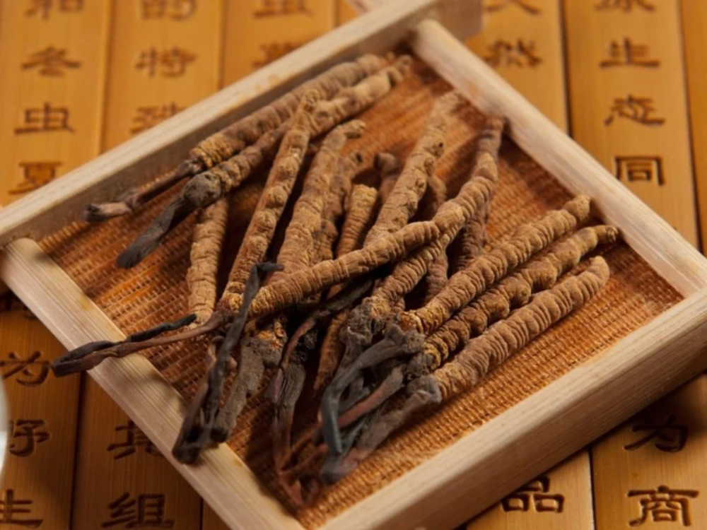 Đông Trùng Hạ Thảo